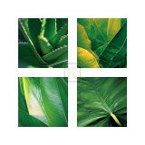 Flora Tropical