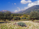 Olive Groves  Cephalonia  Ionian Islands  Greece  Europe
