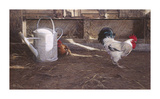 Rooster And Watering Can