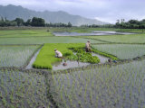 Paddy Fields  Farmers Planting Rice  Kashmir  India