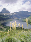 Beargrass  Hidden Lake and Mount Reynolds  Glacier National Park  Montana  USA