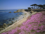 Carpet of Mesembryanthemum Flowers  Pacific Grove  Monterey  California  USA