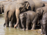 Elephants Bathing in the River  Pinnewala Elephant Orphanage  Near Kegalle  Hill Country  Sri Lanka