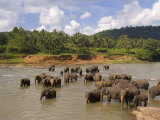 Elephants Bathing in the River  Pinnewala Elephant Orphanage Near Kegalle  Sri Lanka  Asia