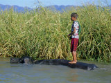 Boy and Buffalo  Inle Lake  Shan State  Myanmar (Burma)  Asia