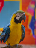 Colourful Parrot  St Lucia  Windward Islands  West Indies  Caribbean  Central America