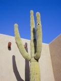 Giant Cactus  Scottsdale  Arizona  USA North America