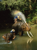 Elephants Being Washed in the River Near Chiang Mai  the North  Thailand