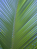 Detail of a Palm Tree Leaf (Frond)  Mahe Island  Seychelles  Indian Ocean  Africa