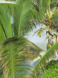 Palms  Coconuts and Rock  Anse Patates  La Digue Island  Seychelles  Indian Ocean  Africa