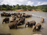 Elephants Bathing in the River  Pinnewala Elephant Orphanage Near Kegalle  Hill Country  Sri Lanka