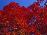 Trees in Autumn Colours  Hokkaido  Japan  Asia
