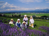 Lavender Fields  Furano  Hokkaido  Japan