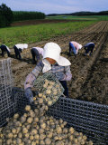 Potato Harvest  Hokkaido  Japan  Asia