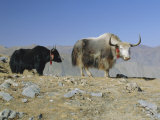 Two Yaks in the Mountains  Tibet  China