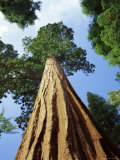 Mariposa Grove of Giant Sequoia Trees  Yosemite National Park  California  USA
