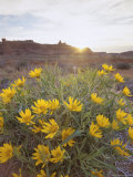 Desert Flowers in Arches National Park  Utah  USA