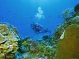 Underwater Diver and Corals  Cozumel Island  Mexico