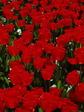 Close-up of Red Tulips in Flower  Bulbfields  Keukenhof  Near Lisse  the Netherlands (Holland)