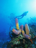 Coral Formations and Underwater Diver  Cozumel Island  Caribbean Sea  Mexico