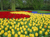 Tulips  Keukenhof Gardens  Netherlands