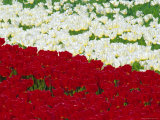 Tulip Fields Near Lisse/Keukenhof  Holland