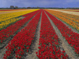 Tulip Fields  Nordwijkerhout  Holland (The Netherlands)  Europe