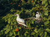 Booby Bird Reserve  Half Moon Caye  Belize  Central America