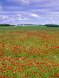 Poppies in the Valley of the Somme Near Mons  Nord-Picardie (Picardy)  France  Europe