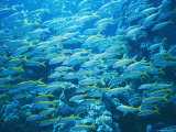 Yellow Goatfish  Mulloidichthys Martinicus  in the Red Sea  Hurgada  Egypt