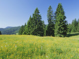 Typical Scene in the Schwarzwald (Black Forest)  Baden-Wurttemberg  Germany  Europe