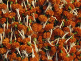 Flowers for Diwali (Festival of Lights)  Calcutta  West Bengal State  India  Asia