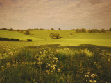 Spring Wheat Fields Near Codicote  Hertfordshire  England  UK  Europe