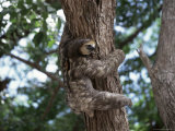 A Sloth Bear in a Tree  Venezuela  South America