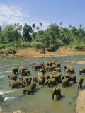Elephants in the River  Pinnewala  Sri Lanka