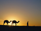Camels and Guide  Zaafrane  Tunisia  North Africa
