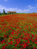 Field of Poppies and Barn  Near Montepulciano  Tuscany  Italy