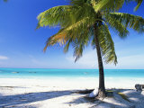 Palm Tree  White Sandy Beach and Indian Ocean  Jambiani  Island of Zanzibar  Tanzania  East Africa