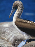 Close-up of a Blue-Footed Booby  South Seymour Island  Galapagos Islands