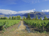 Vineyards at Winery on Shores of Lake Wanaka  South Island  New Zealand
