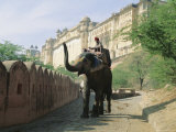 Elephant at the Amber Palace  Jaipur  Rajasthan State  India  Asia