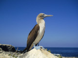 Blue-Footed Booby  South Seymour Island  Galapagos Islands