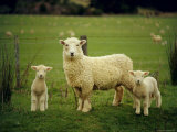 Ewe and Twin Lambs on Sheep Farm  Marlborough  South Island  New Zealand