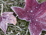 Close up of Frost Covered Maple Leaf and Grass