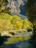 Golden Cottonwood Trees on Banks of the Virgin River  Zion National Park  Utah  USA