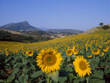 Field of Sunflowers in Summer  Near Ronda  Andalucia  Spain