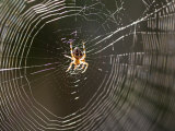 Common Spider in the Center of It's Web