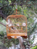 Caged Bird  Yuen Po Street Bird Garden  Mong Kok  Kowloon  Hong Kong  China  Asia