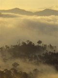 Dawn Light Silhouettes the Trees of the Rainforest  Danum Valley  Sabah  Island of Borneo  Malaysia