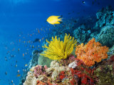 Colourful Crinoids and Solt Corals at Hanging Gardens  Sipadan Island  Sabah  Malaysia